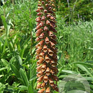 Digitalis parviflora GM P9 BIO