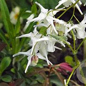 Epimedium 'Perrine's White' GM P9 BIO