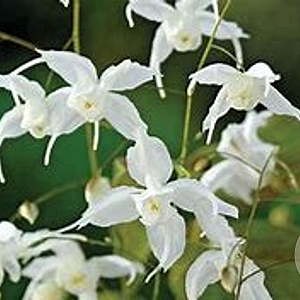 Epimedium 'Arctic Wings' GM P9 BIO