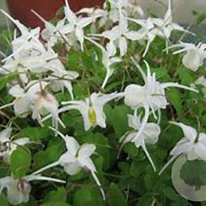 Epimedium grandiflorum 'Nanum' GM P9 BIO