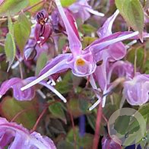 Epimedium grandiflorum 'Pierre's Purple' GM P9 BIO