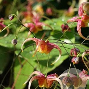 Epimedium omeiense 'Akame' GM P9 BIO
