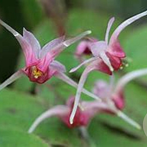Epimedium 'Pink Champagne' GM P9 BIO