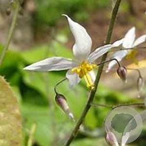 Epimedium stellulatum 'Wudang Star' GM P9 BIO