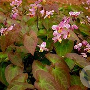 Epimedium versic. 'Cherry Tart' GM P9 BIO