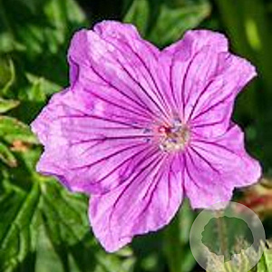 Geranium 'Blushing Turtle' GM P9 BIO