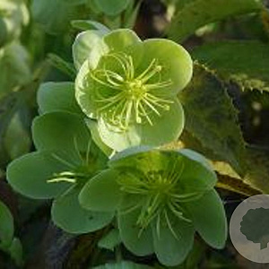 Helleborus argutifolius GM P9 BIO