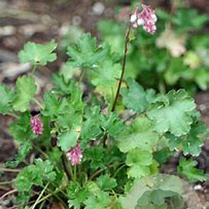 Heuchera rubescens GM P9 BIO