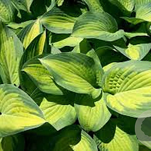 Hosta 'Paul's Glory' GM P9