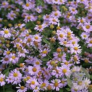 Kalimeris mongolica 'Antonia' GM P9 BIO