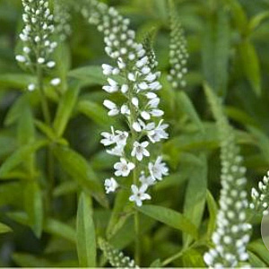 Lysimachia barystachys GM P9 BIO