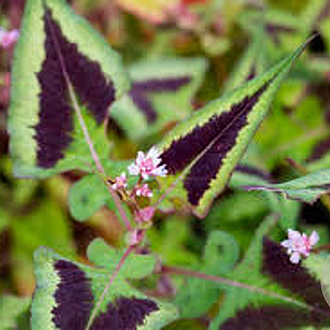 Persicaria microcephala 'Silver Brown' GM P9 BIO