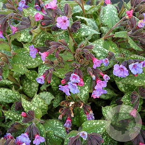 Pulmonaria 'Apple Frost' GM P9 BIO