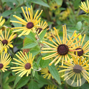 Rudbeckia subtomentosa GM P9 BIO