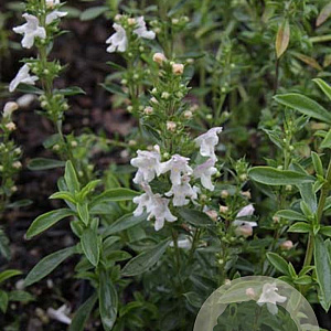 Satureja montana 'Aromakugel' GM P9 BIO