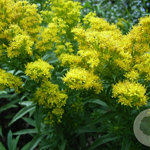 Solidago 'Praecox' GM P9 BIO