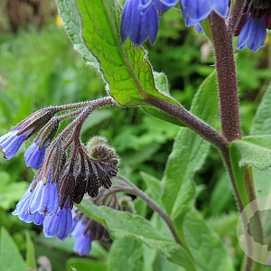 Symphytum caucasicum GM P9 BIO