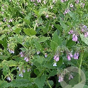 Symphytum uplandicum GM P9 BIO
