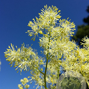 Thalictrum lucidum GM P9 BIO