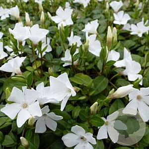 Vinca minor 'White Power' GM P9 BIO
