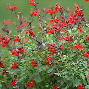 Salvia 'Maraschino' GM P9 BIO