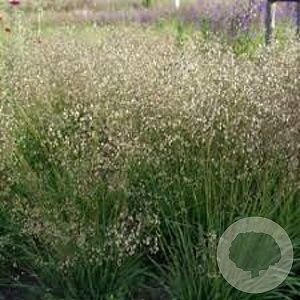 Briza media 'Tinkerbell' GM P9 BIO