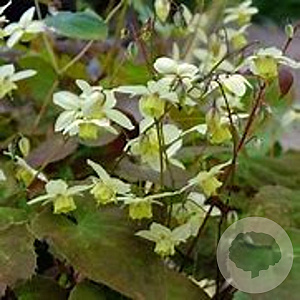 Epimedium versicolor 'Neosulphureum' GM P9 BIO