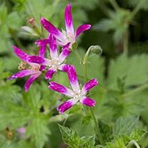 Geranium oxonianum 'Sue Cox' GM P9 BIO