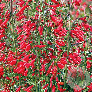 Penstemon GM P9 BIO