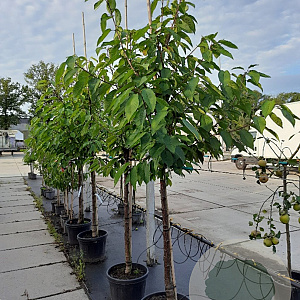 Prunus a. 'Regina' 10-12 HA container