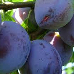 Prunus d. 'Excalibur' hoogstam wortelgoed