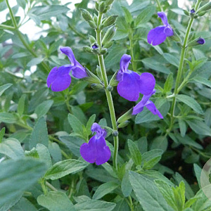 Salvia microphylla 'Blue Monrovia' GM P9 BIO