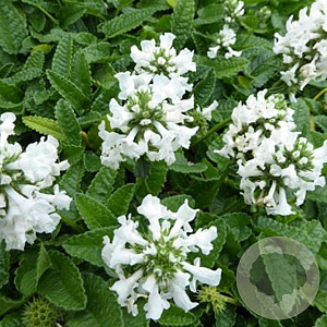 Stachys officinalis 'Alba' GM P9 BIO