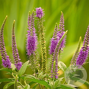 Veronica longifolia 'Candied Candle' GM P9 BIO