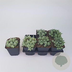 Sedum spathulifolium 'Cape Blanco' GM P9