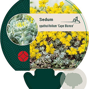Sedum spathulifolium 'Cape Blanco' GM P9