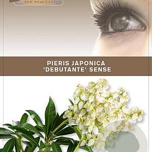 Pieris jap. 'Debutante' 25-30 cm 3,0L