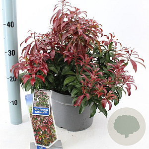 Pieris jap. 'Katsura' 25-30 cm 3,0L