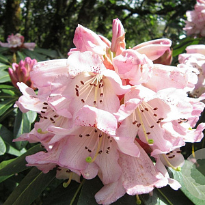Rhododendron 'Carola' 30-40 cm 5,0L