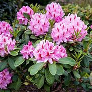 Rhododendron 'Furnivall's Daughter' 50-60 cm met kluit