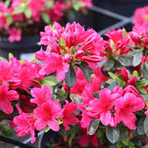 Rhododendron (AJ) Geisha Red 25 cm 2,5L