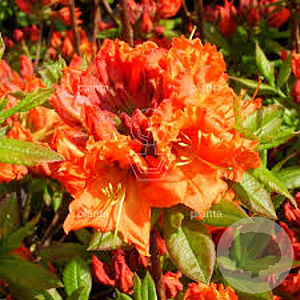 Rhododendron (AK) 'Gibraltar' 40 cm 5,0L