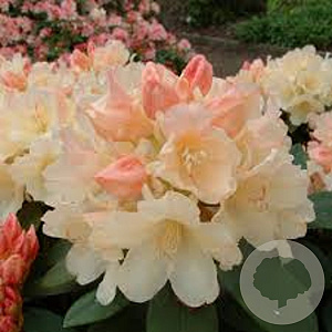 Rhododendron (Y) 'Golden Torch' 30 cm 4,0L
