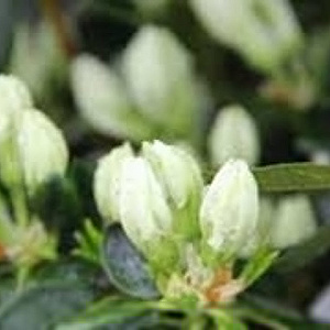 Rhododendron (AJ) Maischnee 25 cm 2,5L