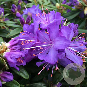 Rhododendron 'Night Sky' 30 cm 5,0L