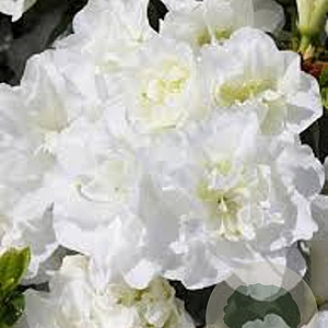 Rhododendron (AJ) Schneeperle 25 cm 2,5L