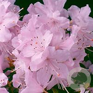 Rhododendron 'Snipe' 30 cm 5,0L