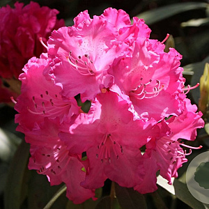 Rhododendron (Y) 'Tatjana' 25-30 cm 4,0L
