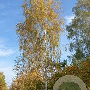 Betula p. 'Laciniata' 300-350 cm draadkluit meerstammig