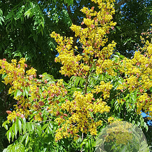 Koelreuteria pan. 'Coral Sun' 125-150 cm container meerstammig
